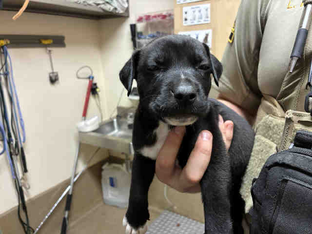 Shelter Stray Male Dog last seen , 5821 Sweetwater Rd, Bonita, CA 91902, USA
