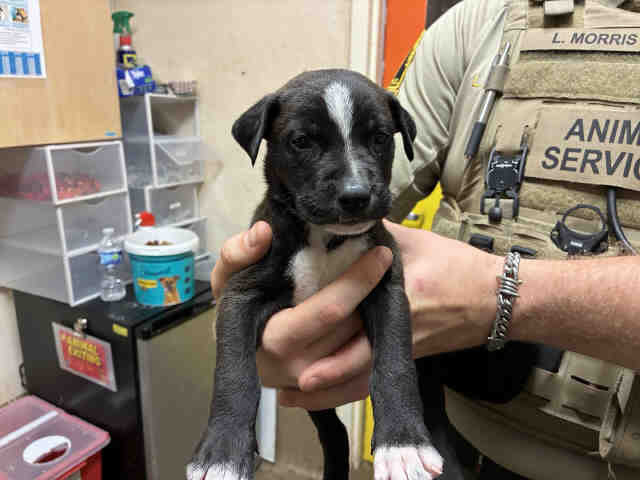 Shelter Stray Male Dog last seen , 5821 Sweetwater Rd, Bonita, CA 91902, USA