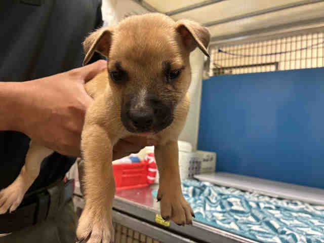 Shelter Stray Male Dog last seen , 5821 Sweetwater Rd, Bonita, CA 91902, USA