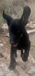 Lost Male Dog last seen Camino Bosque, Big Bear, CA 92314