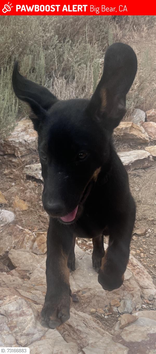 Lost Male Dog last seen Camino Bosque, Big Bear, CA 92314