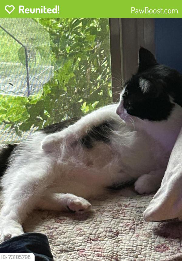 Reunited Female Cat last seen Brewer/Mcmurray, Nashville, TN 37211