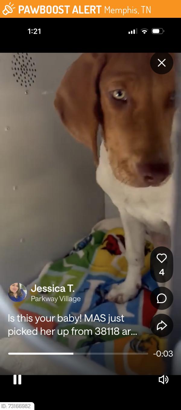 Found/Stray Unknown Dog last seen Dog is now at Memphis animal services!, Memphis, TN 38118