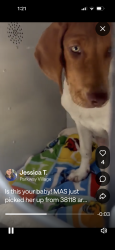 Found/Stray Unknown Dog last seen Dog is now at Memphis animal services!, Memphis, TN 38118