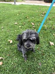 Lost Male Dog last seen Memorial and gateway drive, Moreno Valley, CA 92553
