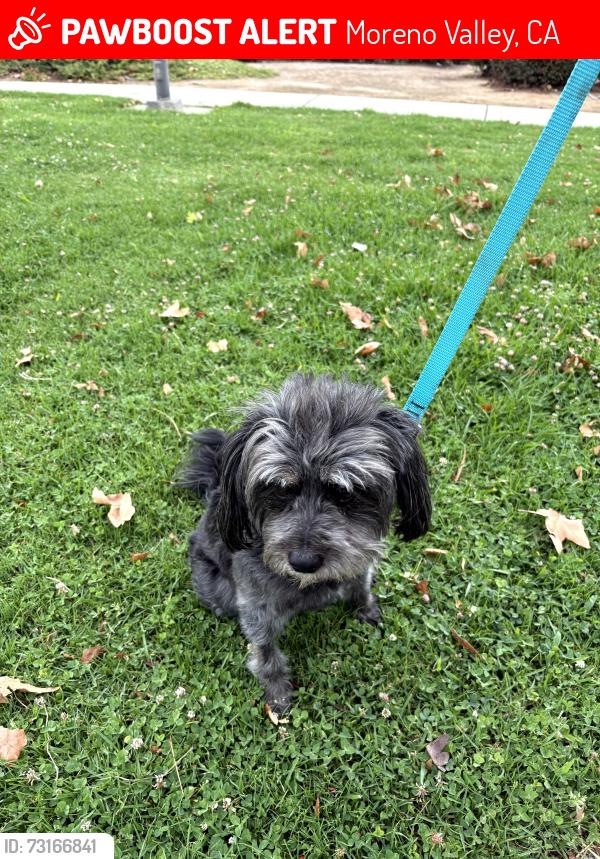 Lost Male Dog last seen Memorial and gateway drive, Moreno Valley, CA 92553