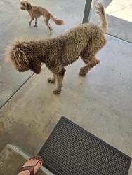 Found/Stray Female Dog last seen Nordhoff Woodley, Los Angeles, CA 91343