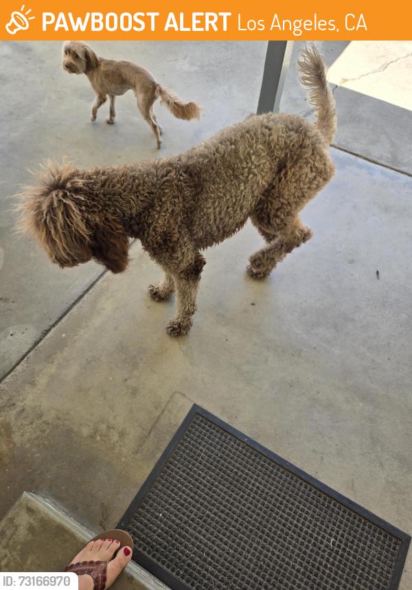 Found/Stray Female Dog last seen Nordhoff Woodley, Los Angeles, CA 91343