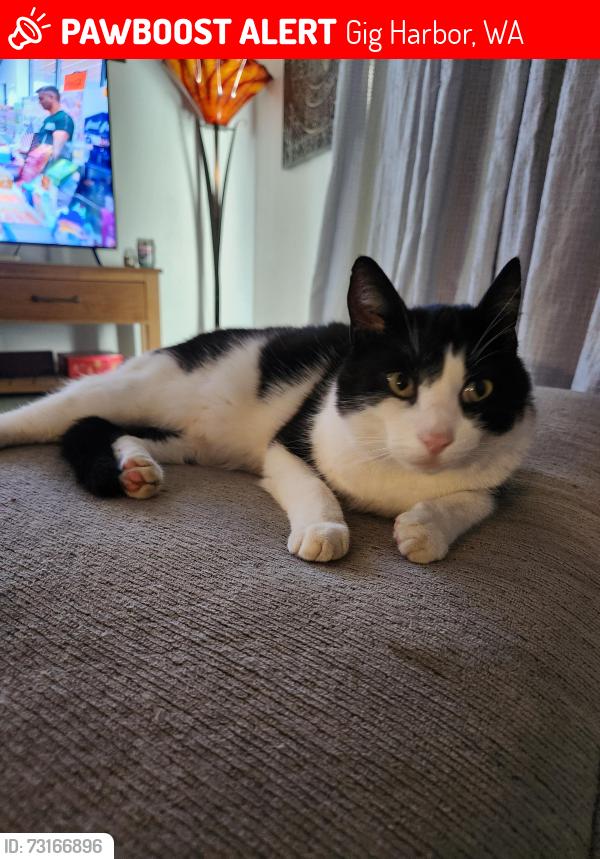Lost Male Cat last seen Horseshoe lake, Gig Harbor, WA 98329