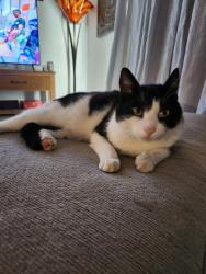 Lost Male Cat last seen Horseshoe lake, Gig Harbor, WA 98329