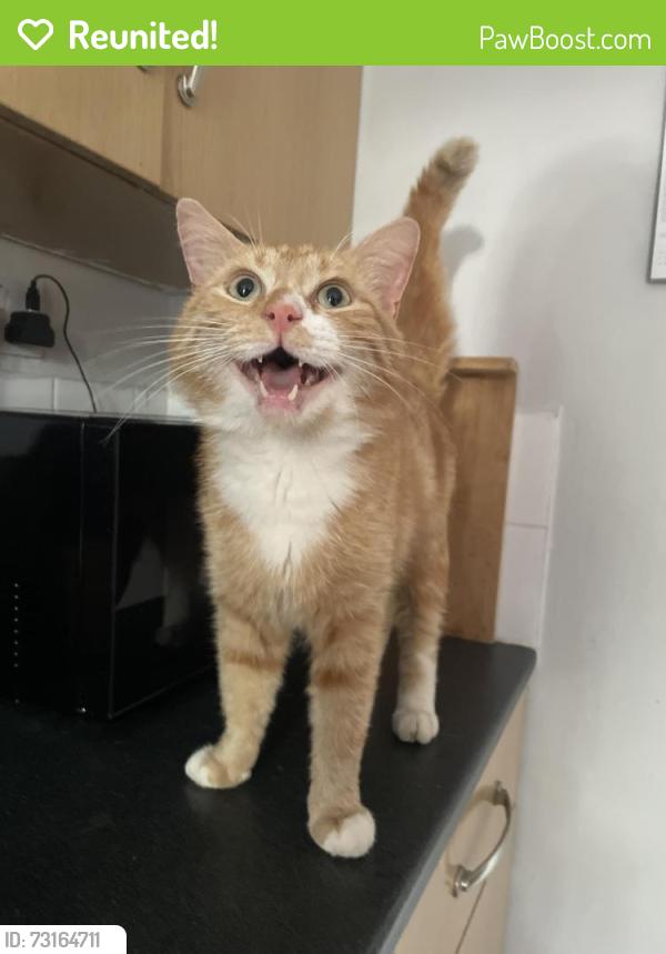 Reunited Male Cat last seen Eden close, West Northamptonshire, England 