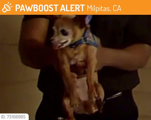 Found/Stray Unknown Dog last seen Dempsey Rd, Milpitas, CA 95035