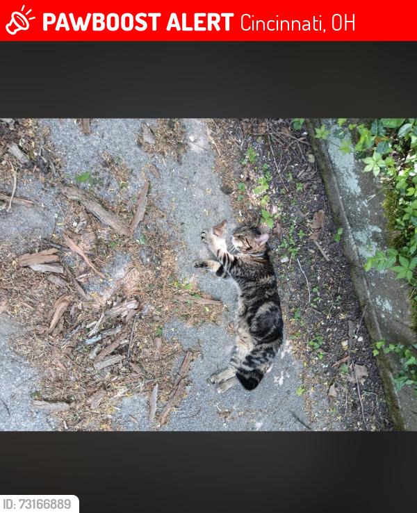 Lost Female Cat last seen Church street, Main Street cafe, Cincinnati, OH 45244