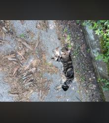 Lost Female Cat last seen Church street, Main Street cafe, Cincinnati, OH 45244