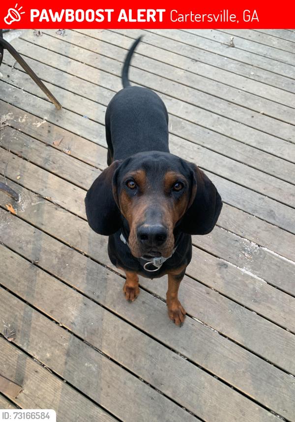 Lost Male Dog last seen Dover Road, Cartersville, GA, Cartersville, GA 30120