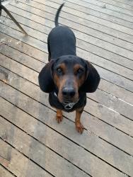 Lost Male Dog last seen Dover Road, Cartersville, GA, Cartersville, GA 30120