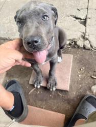 Found/Stray Male Dog last seen Locust ave, Bloomington, CA 92316