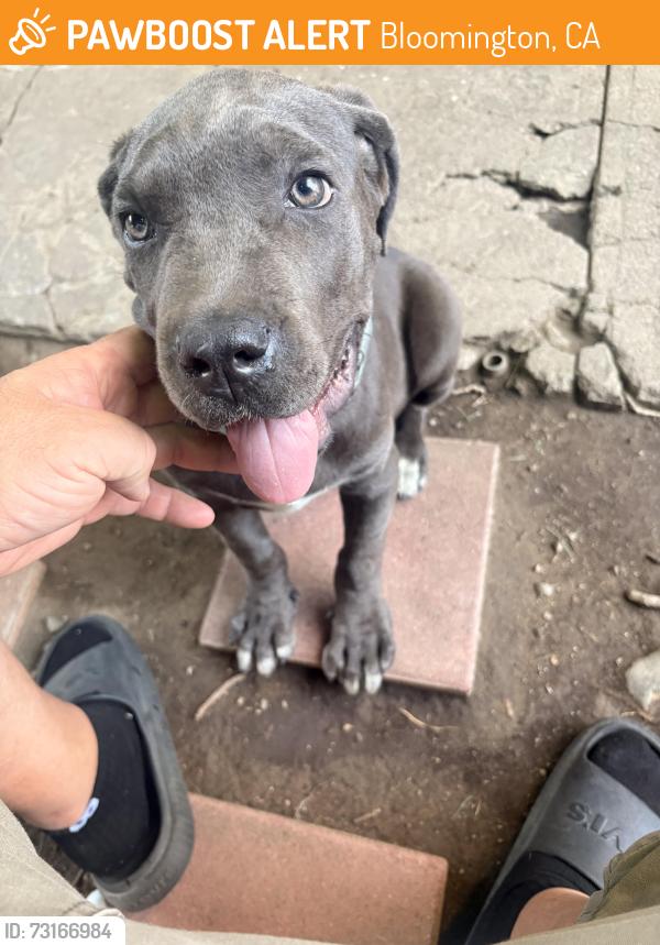 Found/Stray Male Dog last seen Locust ave, Bloomington, CA 92316