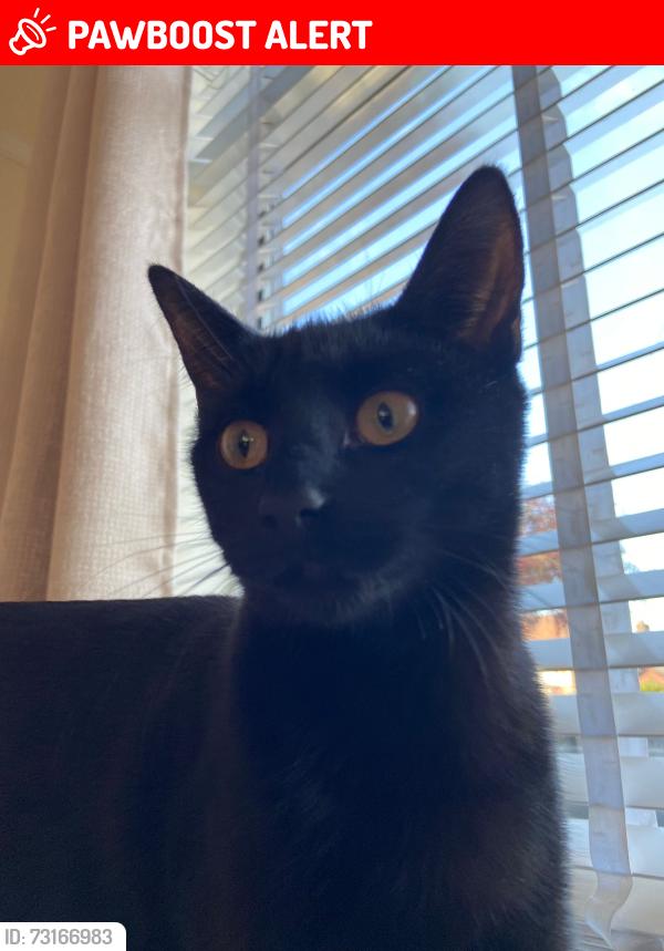 Lost Female Cat last seen On the back road between manor road and hotham road, Kingston upon Hull, England HU5 5NN