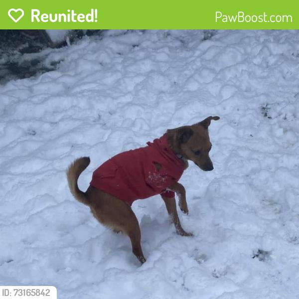 Reunited Male Dog last seen Elizabeth St and Sellers St, Selma, NC 27576