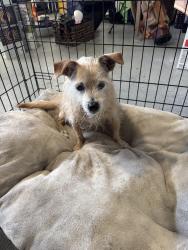 Found/Stray Female Dog last seen PCH/Goldenwest, Huntington Beach, CA 92648