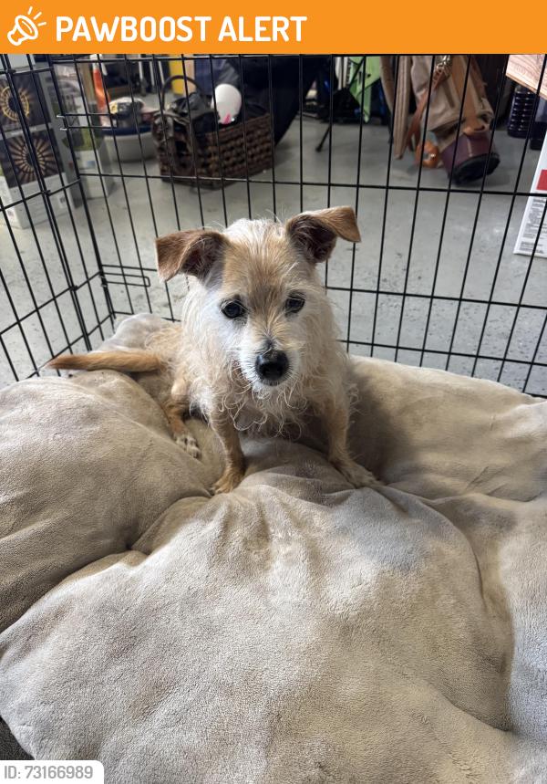 Found/Stray Female Dog last seen PCH/Goldenwest, Huntington Beach, CA 92648