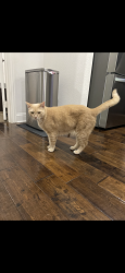 Lost Male Cat last seen Neighborhood is behind Walmart off 377, Benbrook, TX 76126