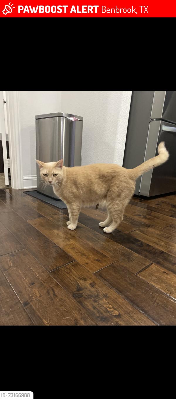 Lost Male Cat last seen Neighborhood is behind Walmart off 377, Benbrook, TX 76126