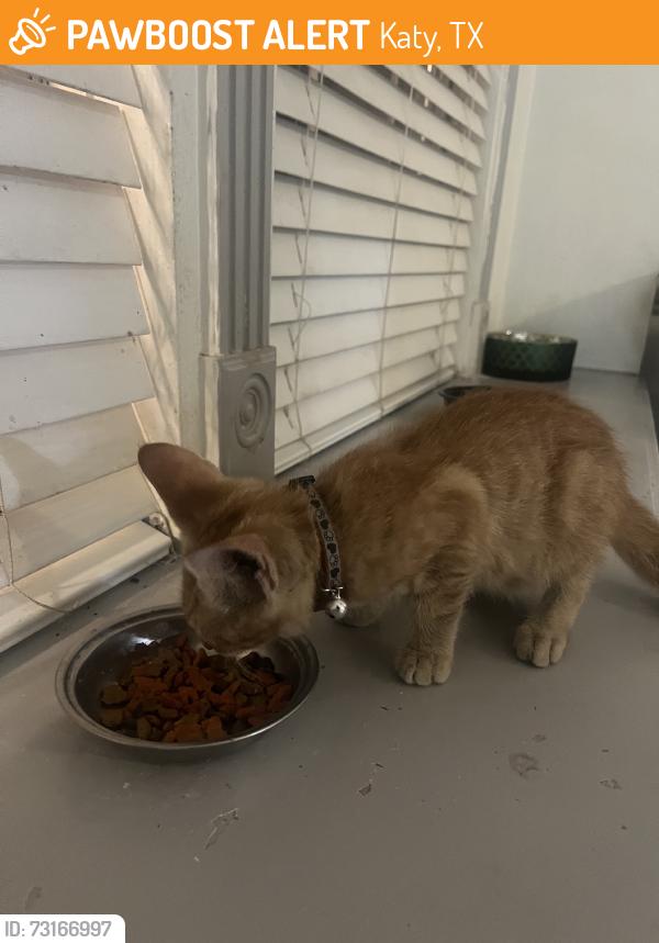 Found/Stray Male Cat last seen found outside of my hse, Katy, TX 77449