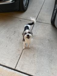 Found/Stray Male Dog last seen Near cactus bend dr, San Antonio, TX 78254
