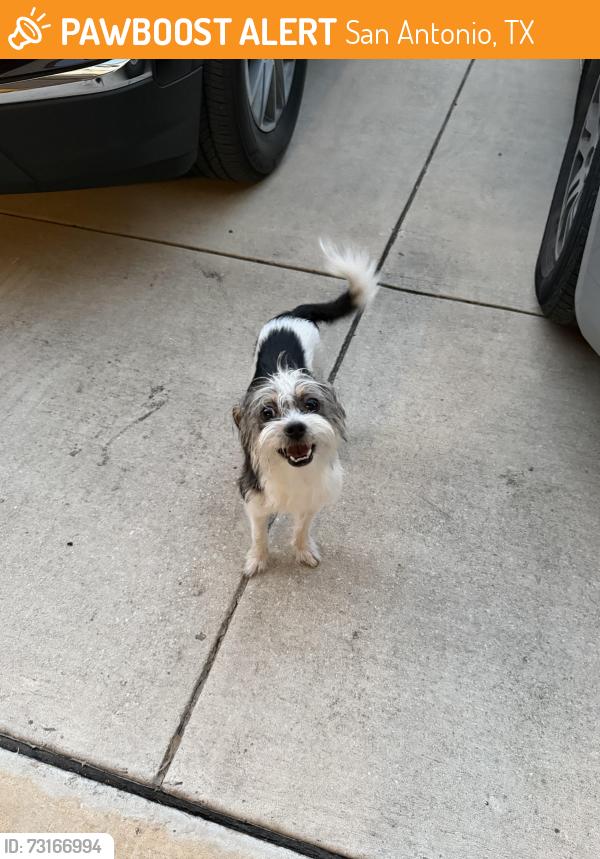 Found/Stray Male Dog last seen Near cactus bend dr, San Antonio, TX 78254