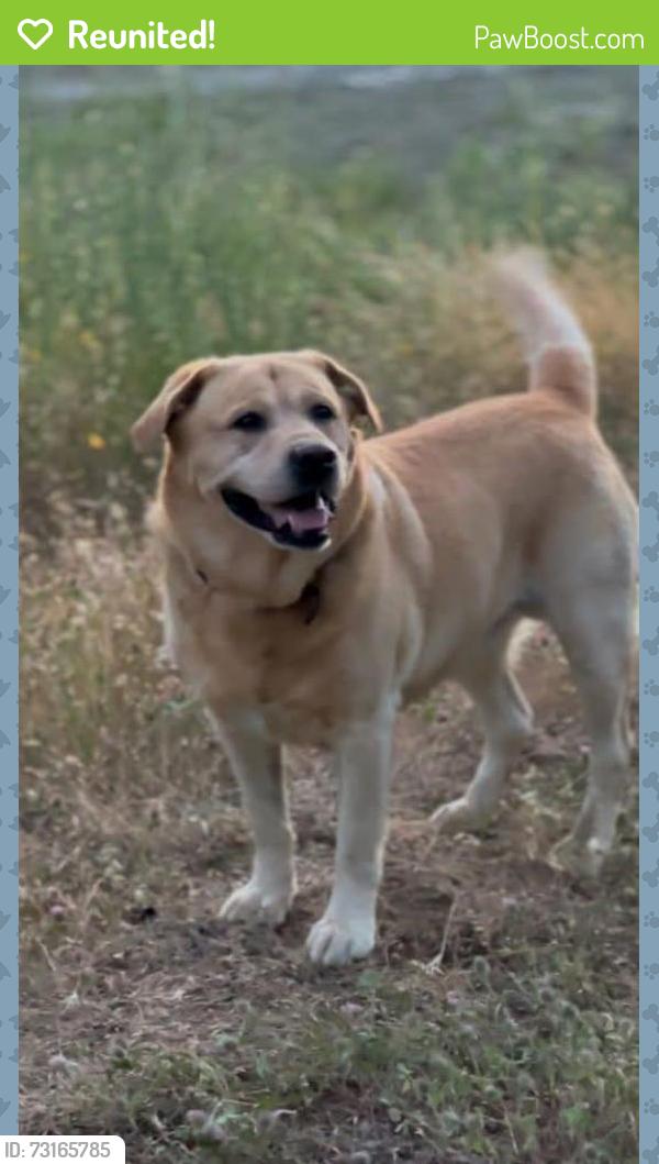 Reunited Male Dog last seen Lott Road, Durham, CA 95938