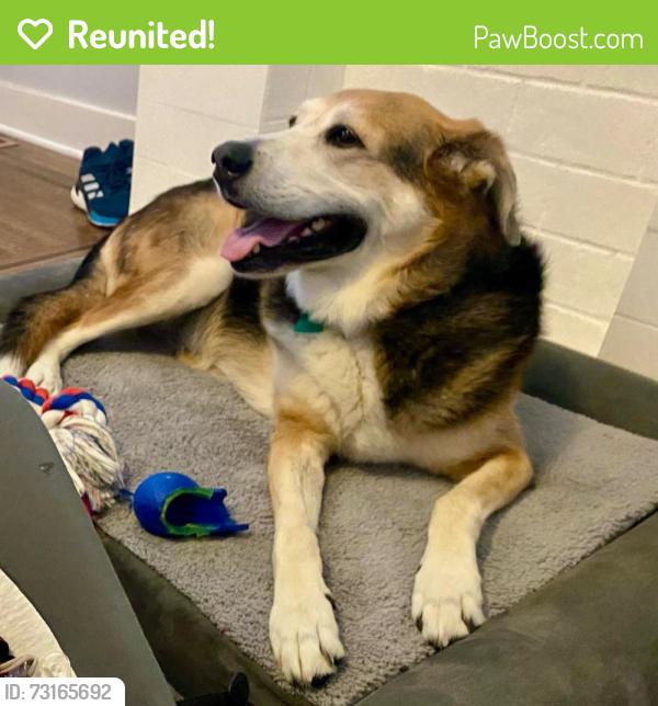 Reunited Female Dog last seen Willis and Wilmington 40207, Louisville, KY 40205