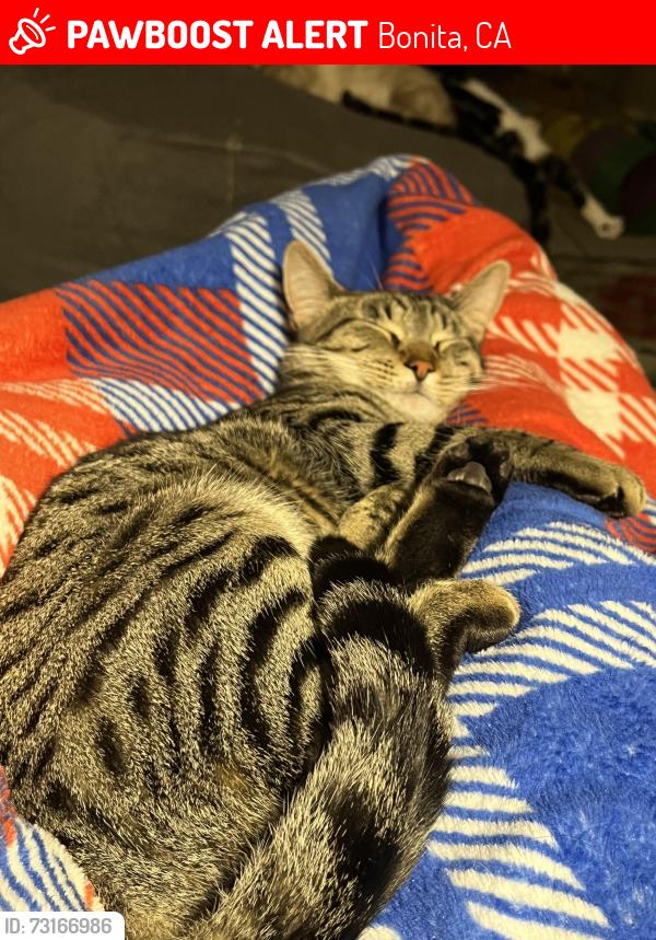 Lost Male Cat last seen Camino David and Plaza Miguel, Bonita, CA 91902