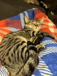 Lost Male Cat last seen Camino David and Plaza Miguel, Bonita, CA 91902