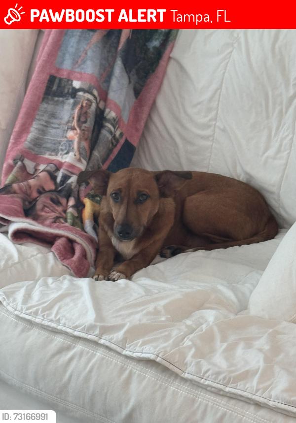Lost Male Dog last seen W Columbus dr & N Himes Ave, Tampa, FL 33607