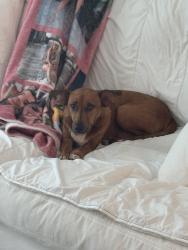 Lost Male Dog last seen W Columbus dr & N Himes Ave, Tampa, FL 33607