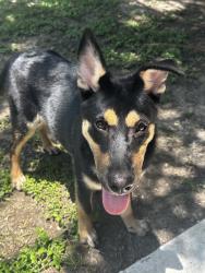 Found/Stray Male Dog last seen S ellison, San Antonio, TX 78245