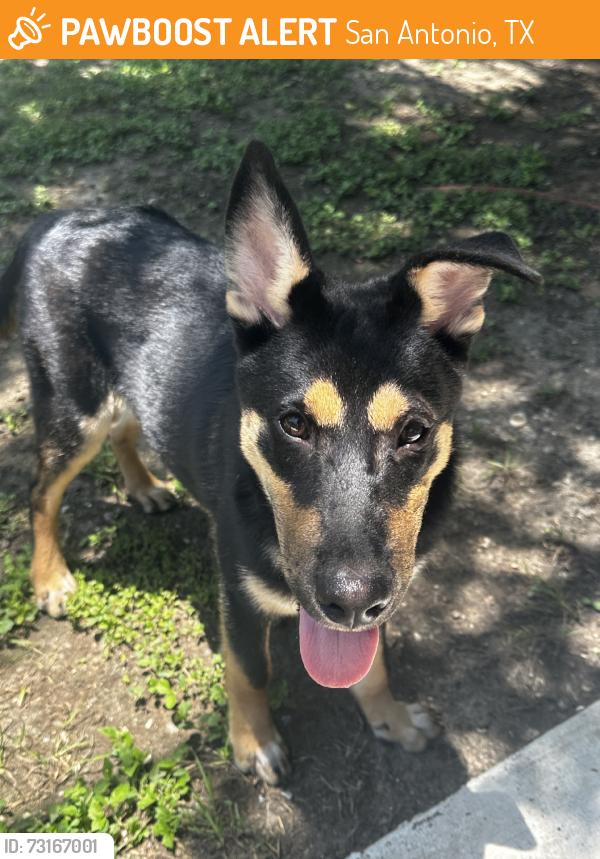 Found/Stray Male Dog last seen S ellison, San Antonio, TX 78245