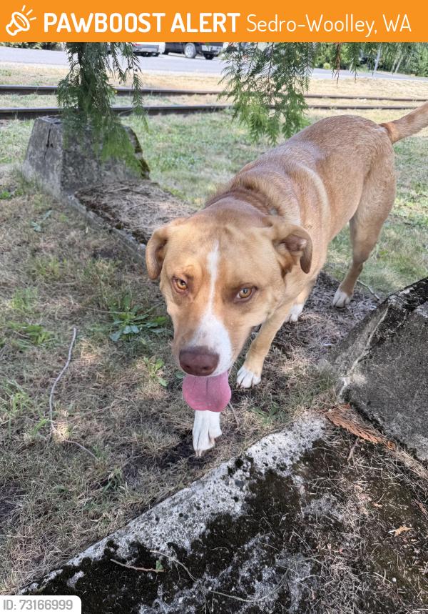 Found/Stray Male Dog last seen Rita and w Nelson st, Sedro-Woolley, WA 98284