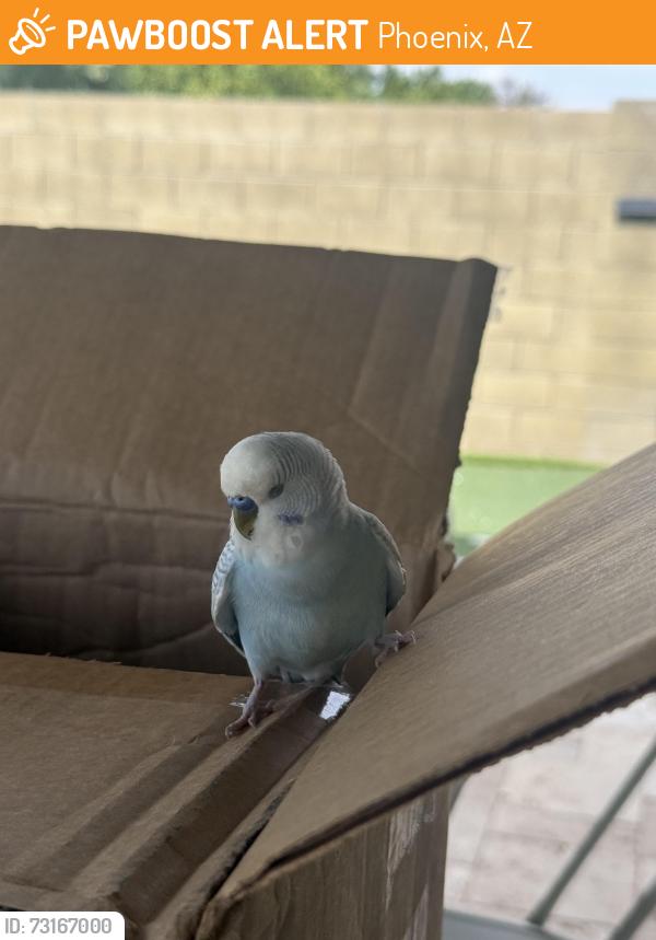 Found/Stray Unknown Bird last seen Andora Drive and 46th, Phoenix, AZ 85032