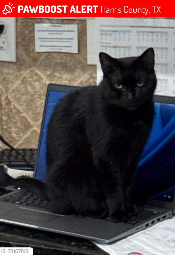 Lost Female Cat last seen Spring Cypress / Senterra Lakes Blvd, Harris County, TX 77379