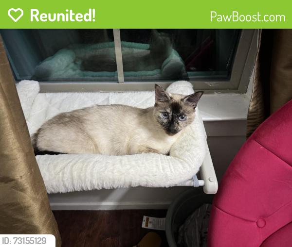 Reunited Female Cat last seen Veterans Memorial Drive and Spears Rd, Houston, TX 77067