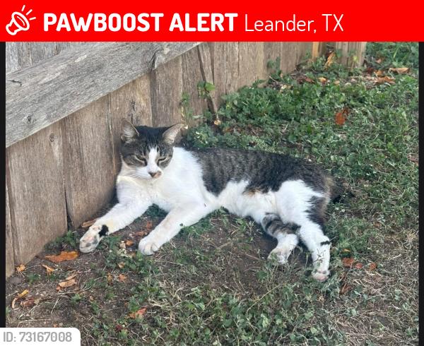 Lost Male Cat last seen Falcon lane leander texas Summerlyn neighborhood, Leander, TX 78642