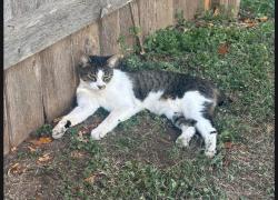 Lost Male Cat last seen Falcon lane leander texas Summerlyn neighborhood, Leander, TX 78642