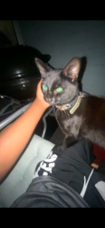 Lost Male Cat last seen Cecil street, Greater Manchester, England 