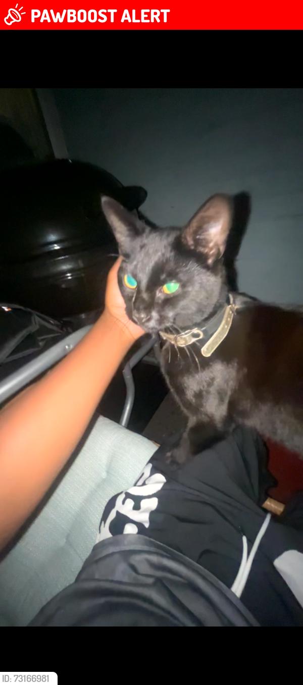 Lost Male Cat last seen Cecil street, Greater Manchester, England 