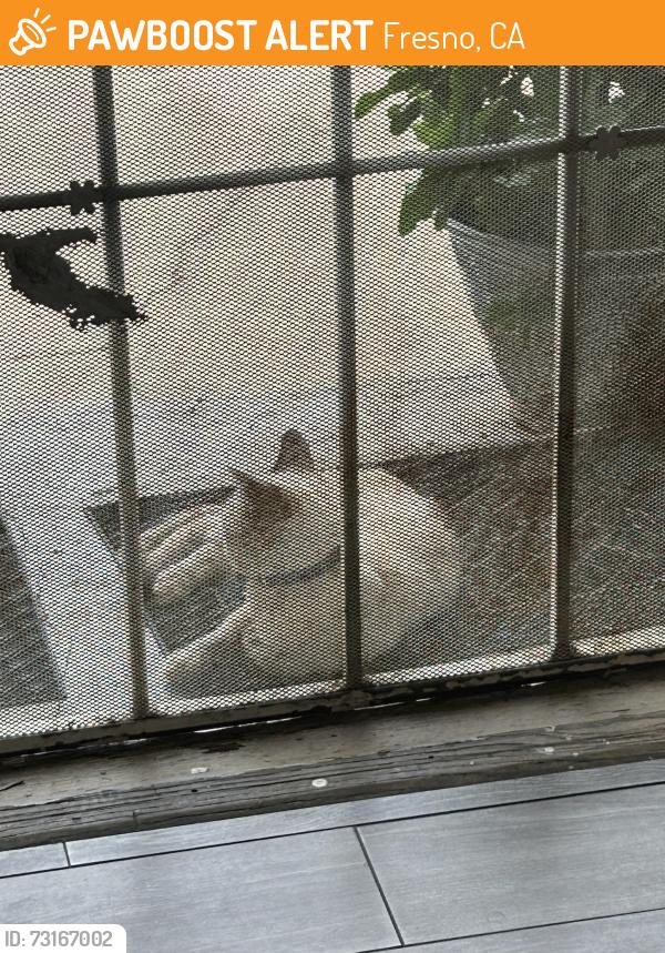 Found/Stray Male Cat last seen First & Ashlan by the taqueria, Fresno, CA 93726
