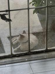 Found/Stray Male Cat last seen First & Ashlan by the taqueria, Fresno, CA 93721