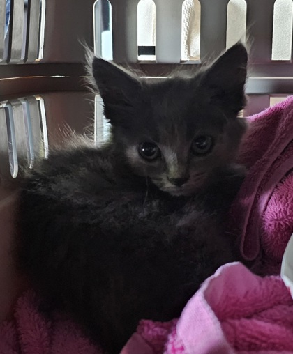 Shelter Stray Female Cat last seen Callahan Drive, Knox County GP, TN, 3201 Division St, Knoxville, TN 37919, USA